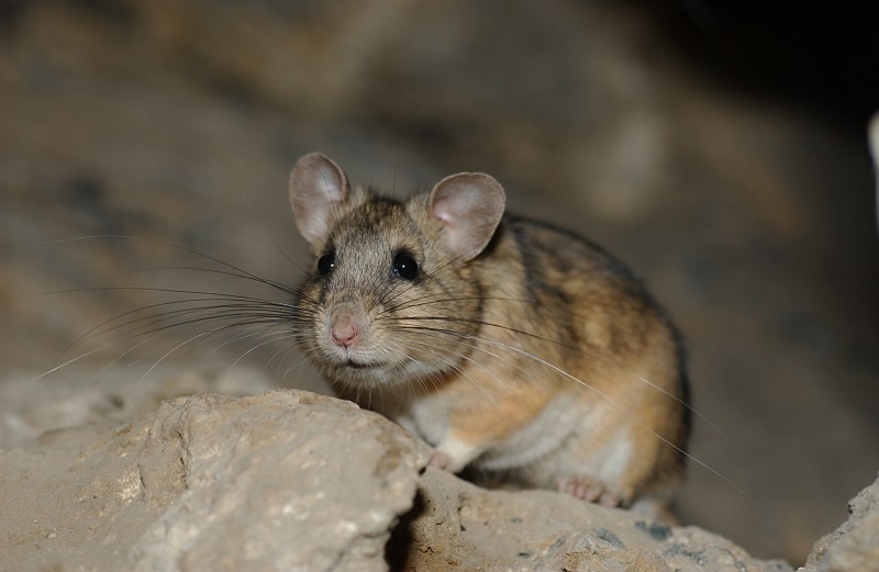 USA:UTAH:Utah Co.Timpanogos Cave National Monument, Timpanogos Cave, near entrance,N 40.43781 W 111.711782039 m2 October 2003,C. R. Nelson#7787. Mammalia: Rodentia: Neotoma cinerea, pack rat.